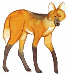 WOLF
