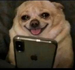 HappyDog