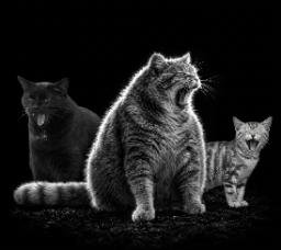 CATS