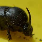 ONTHOPHAGUS