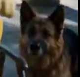 pumpdog