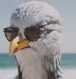 stork