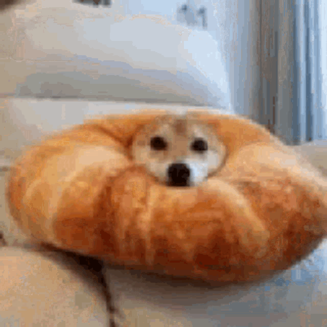 piloDOG