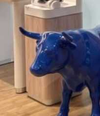 bull