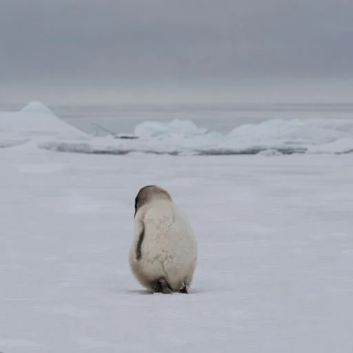 Penguins