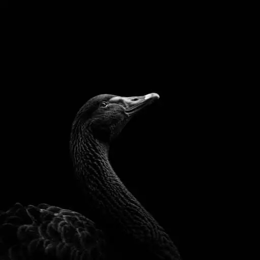 Swan