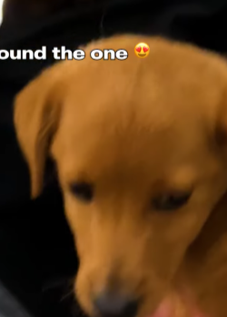 PEANUT