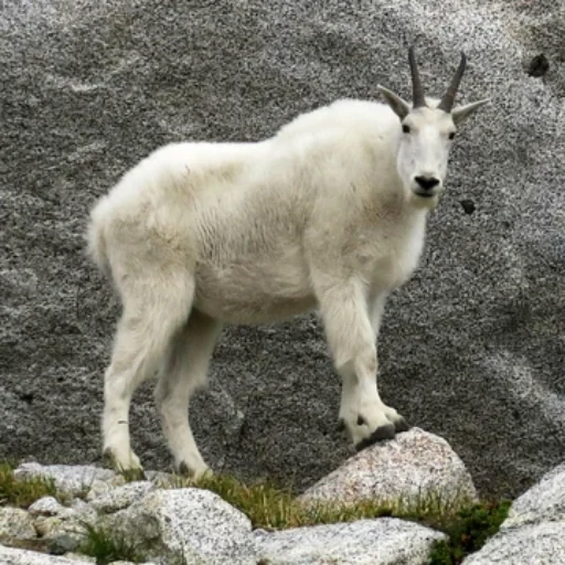 GOAT