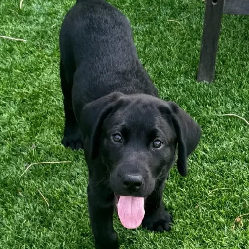 BODHI