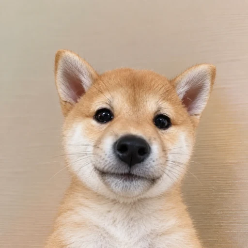 inu
