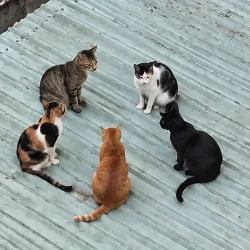 CATBAL