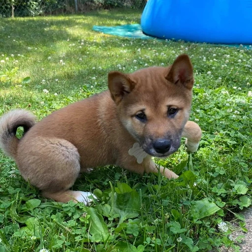 FOMODOG