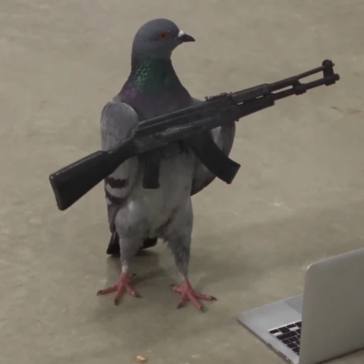 pigeonwifak