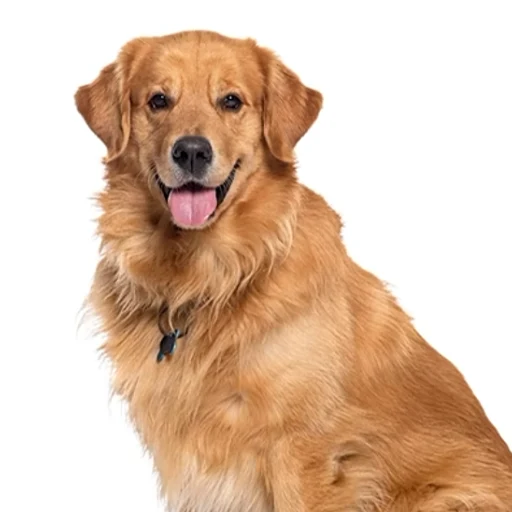 Biscuit