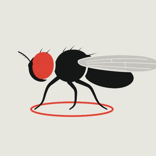 FlyArena