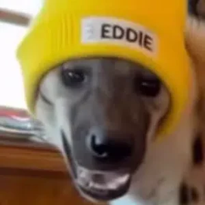Eddie