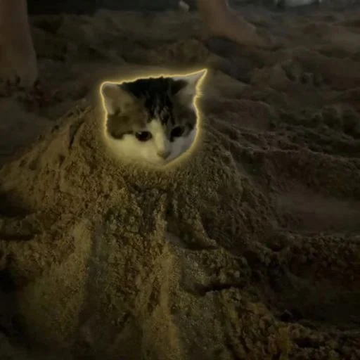sandcat