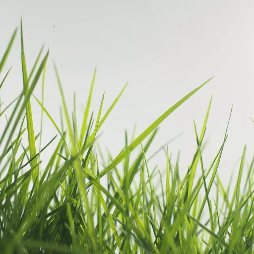 grass