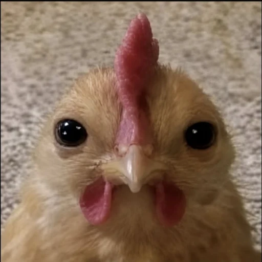chicken