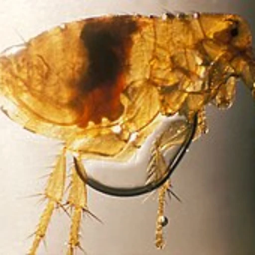Rat Flea