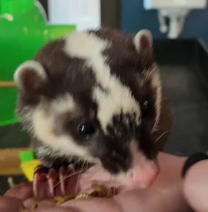 HUCKLEBERRY
