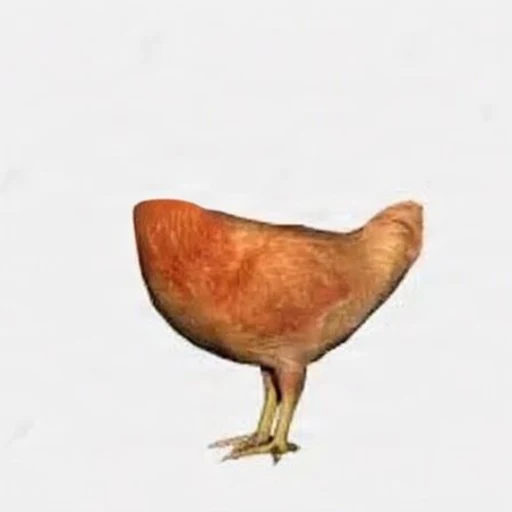 CHICKEN