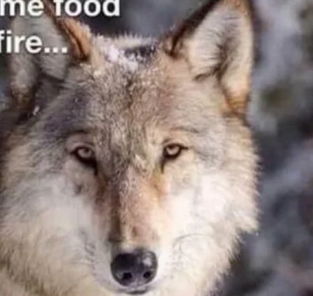 wolfdog