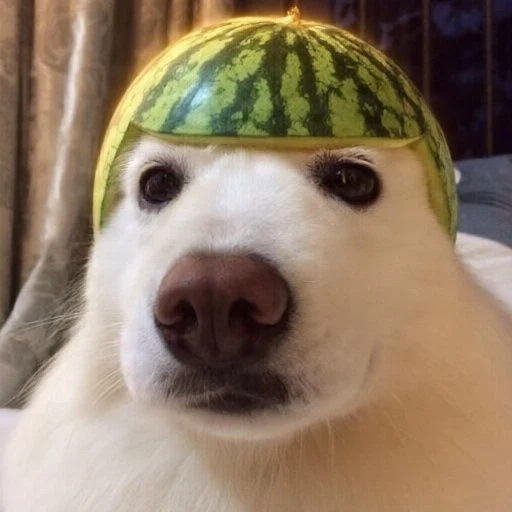 melondog