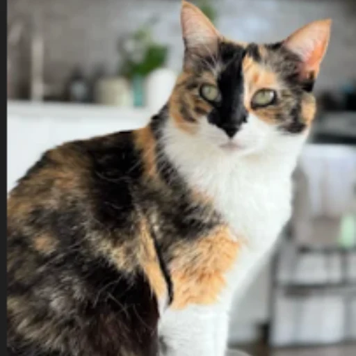 ACAT