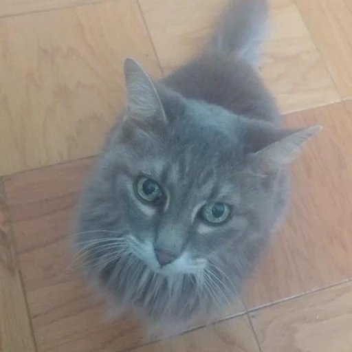 MROW
