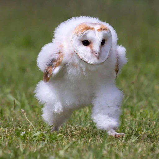 owl