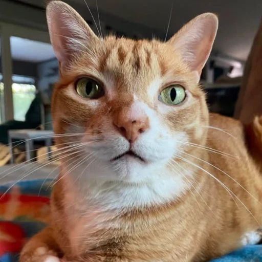 Marmalade