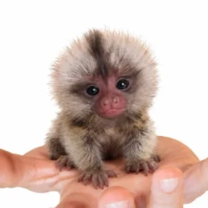 Marmoset
