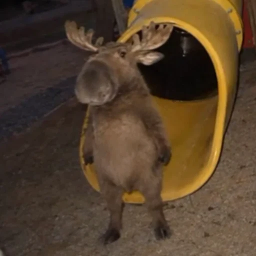 moose