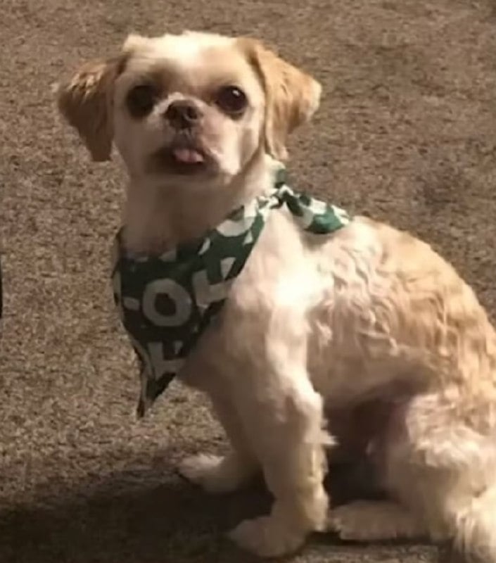 MIMI