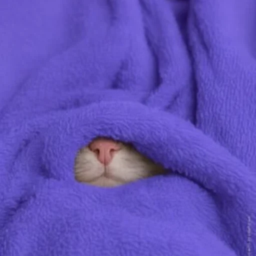 wPUSSY