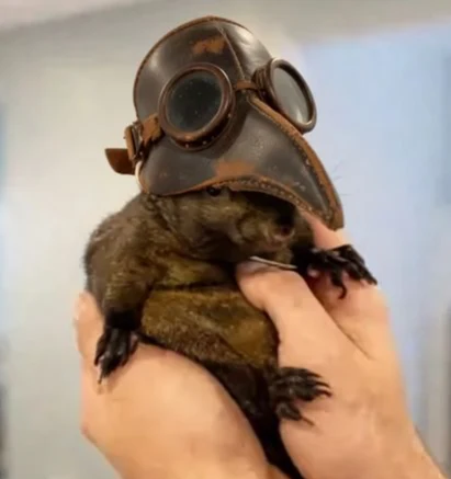 PNUT