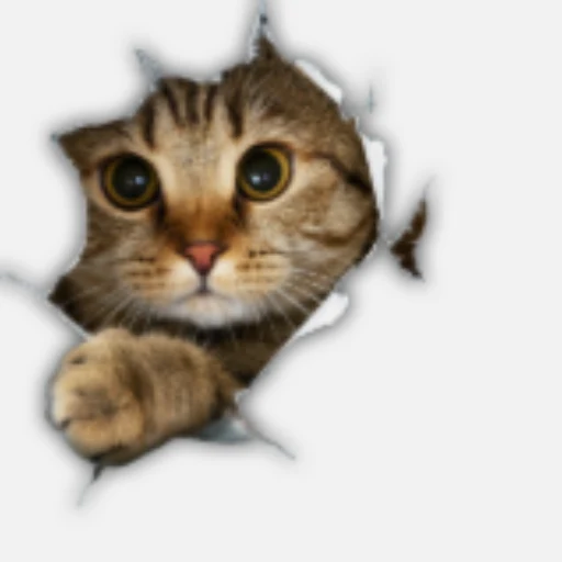 SILLYCAT