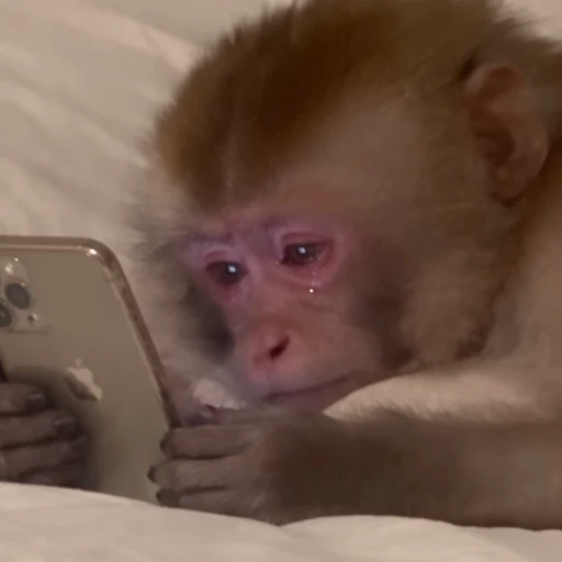 dmonkey