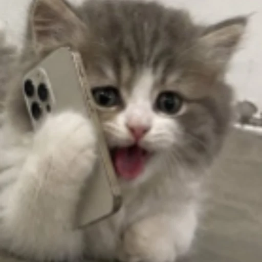 CALLCAT