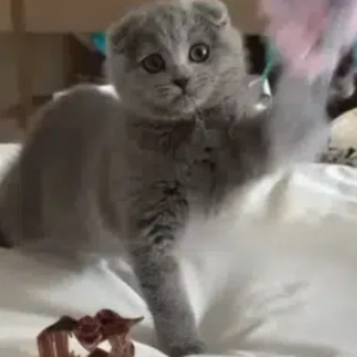 RUFFLE