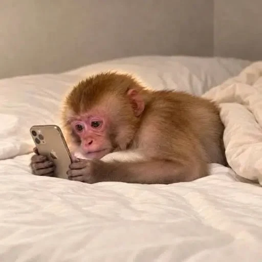 SADMONKEY
