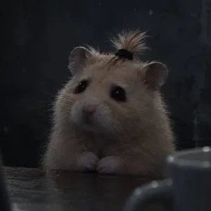 Hamster