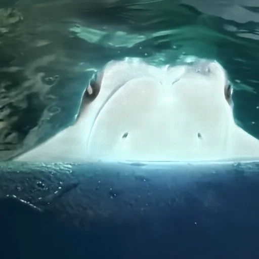 Tsunami