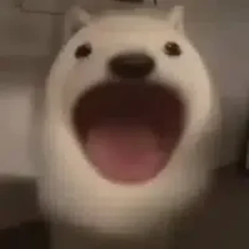 popdog