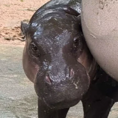 Moodeng