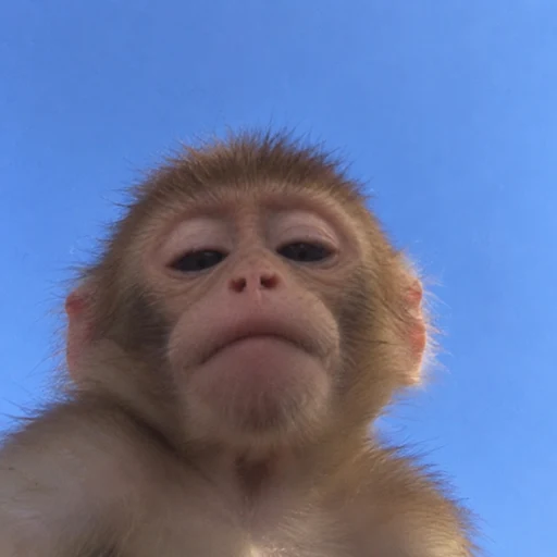Monke