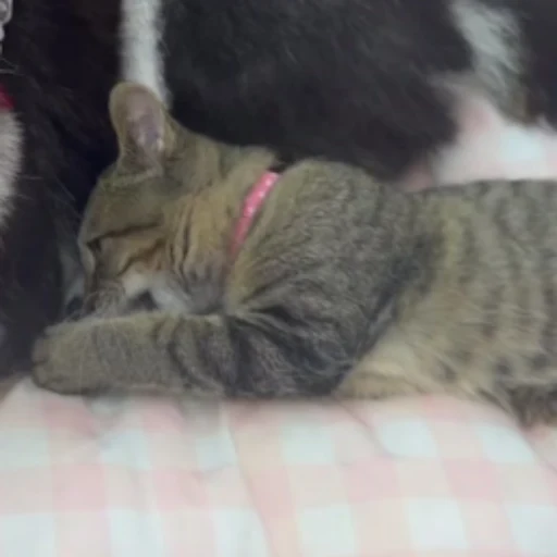 KOKO-CHAN