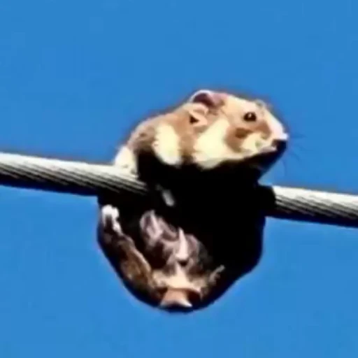 HOP