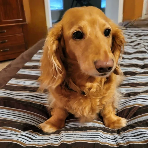 Winston